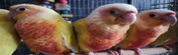 Conures birds for sale: Suncheek baby Handreared Conures - Advert 8