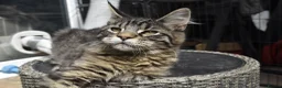 Maine Coon cats for sale: Gorgeous Champion Bloodline Maine Coon Kittens - Advert 5