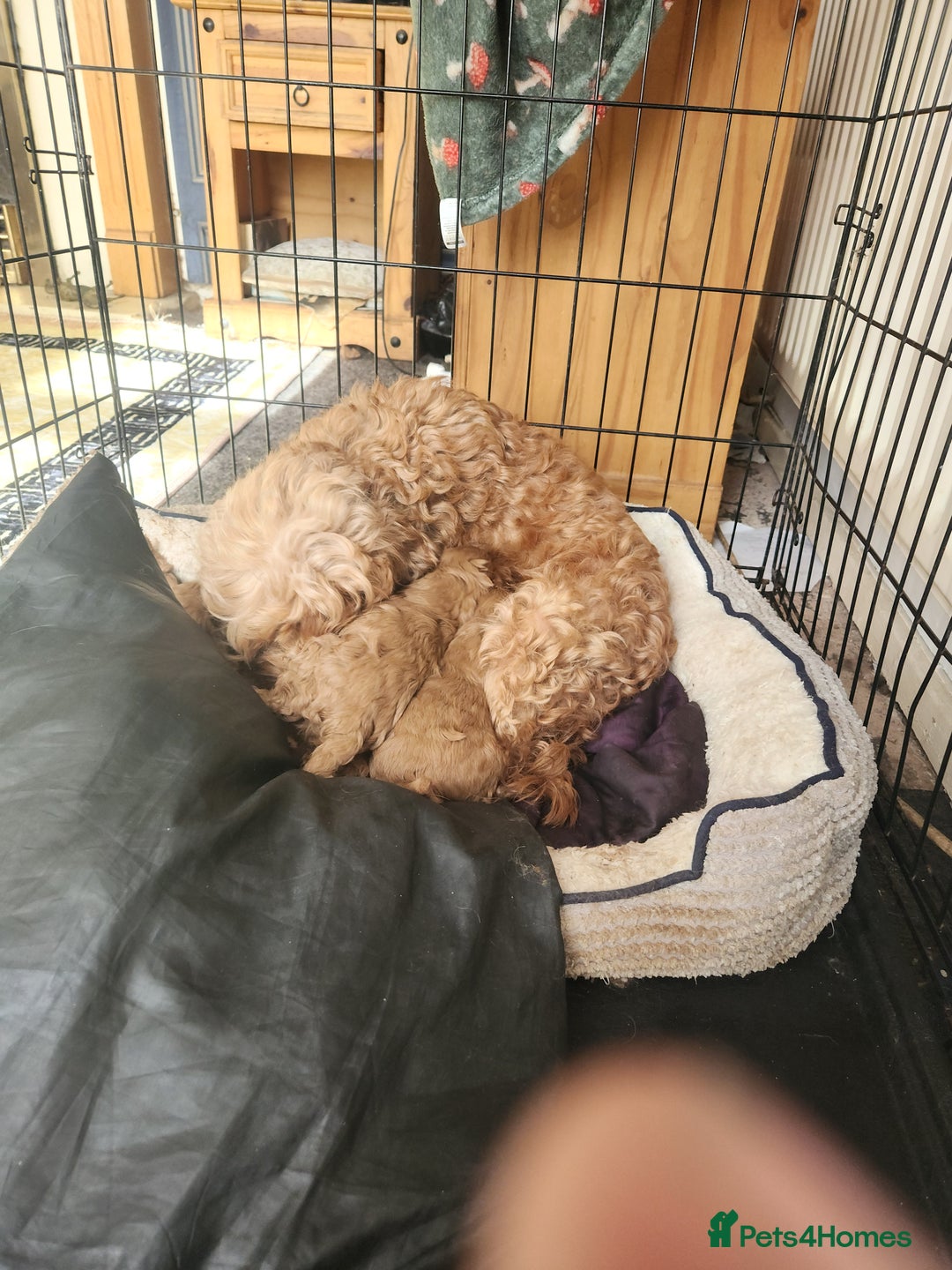 Cockapoo dogs for sale: 5 lovely cuddly puppies - Image 2