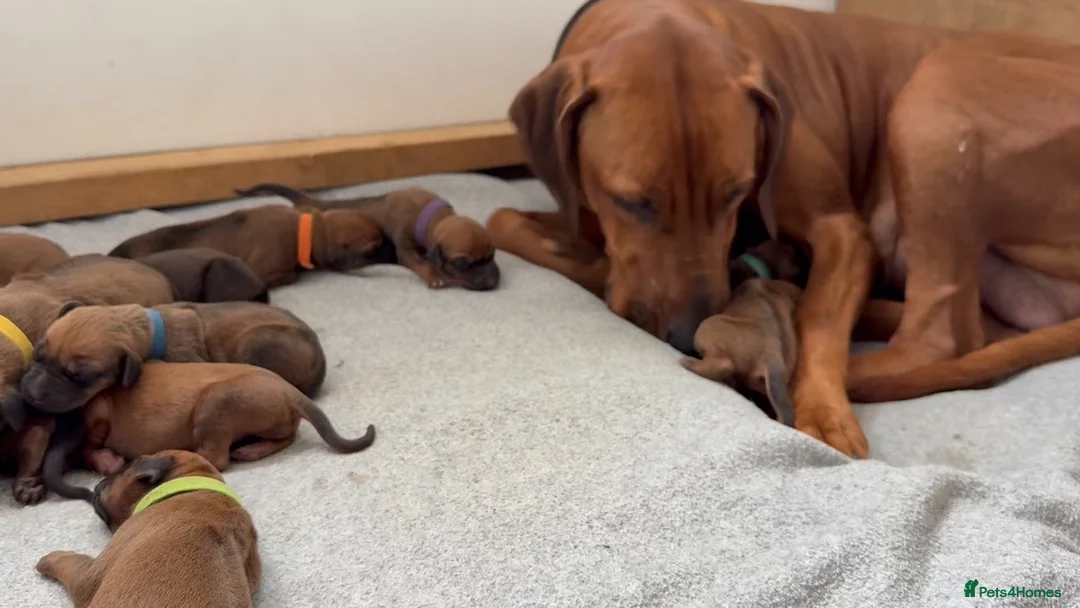 Rhodesian Ridgeback dogs for sale: Rhodesian Ridgeback Puppies in Bath - Advert 11