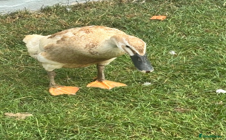 Ducks poultry - Advert 1