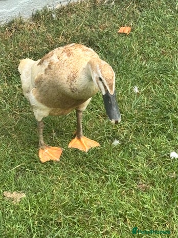 Ducks poultry - Advert 1