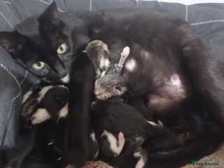 British Shorthair cats 4 beautiful kittens for sale - Advert 1