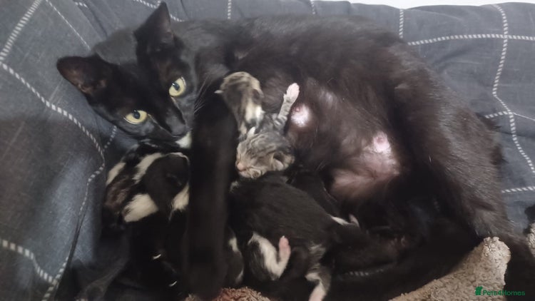 British Shorthair cats 4 beautiful kittens for sale - Advert 1