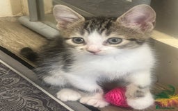 Mixed Breed cats for sale: Handsome boy nearly 9 weeks old ready to go  - Image 2