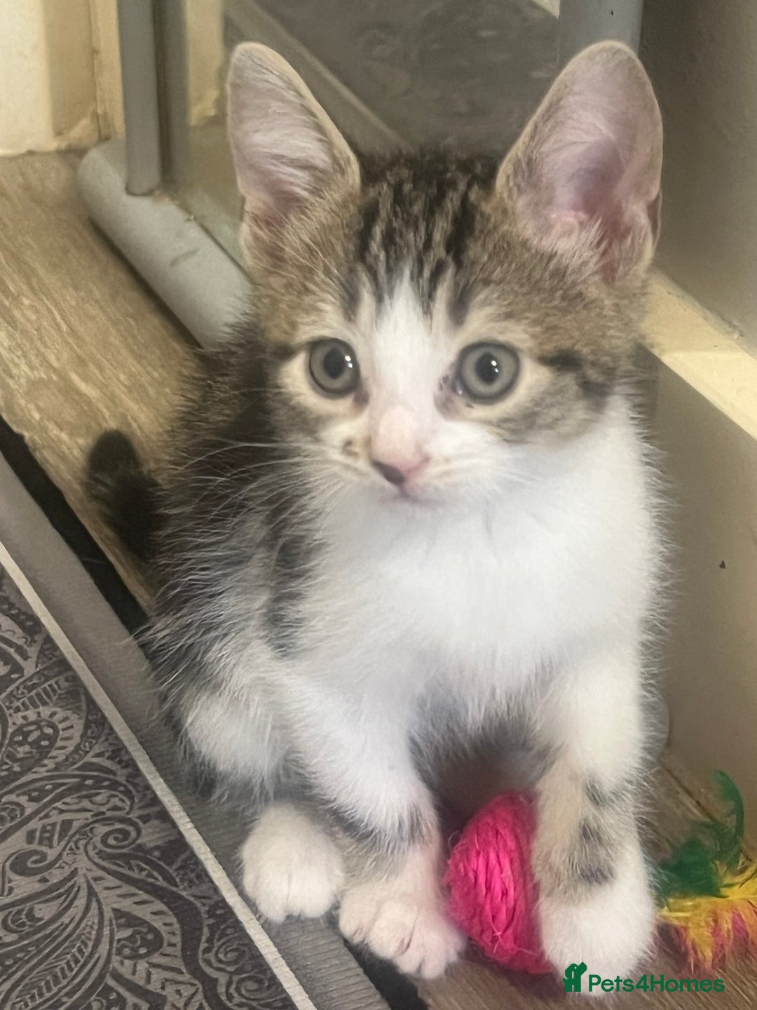 Mixed Breed cats for sale: Handsome boy nearly 9 weeks old ready to go  - Image 2