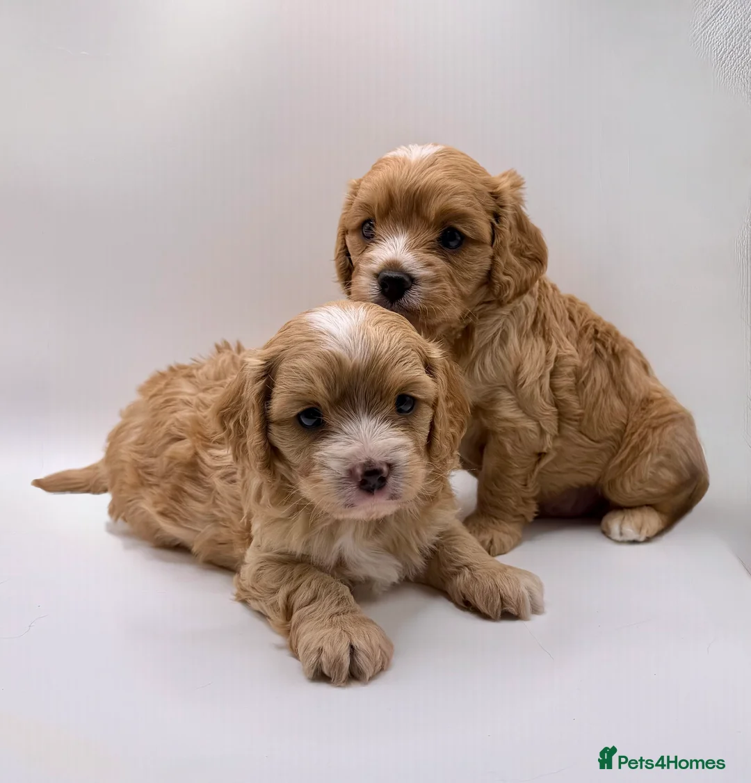 Cavapoo dogs for sale: Gorgeous Cavapoo F1 puppies - Advert 1
