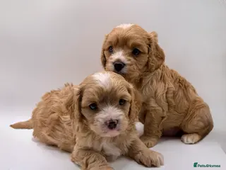 Cavapoo dogs Gorgeous Cavapoo F1 puppies in Pevensey - Advert 2