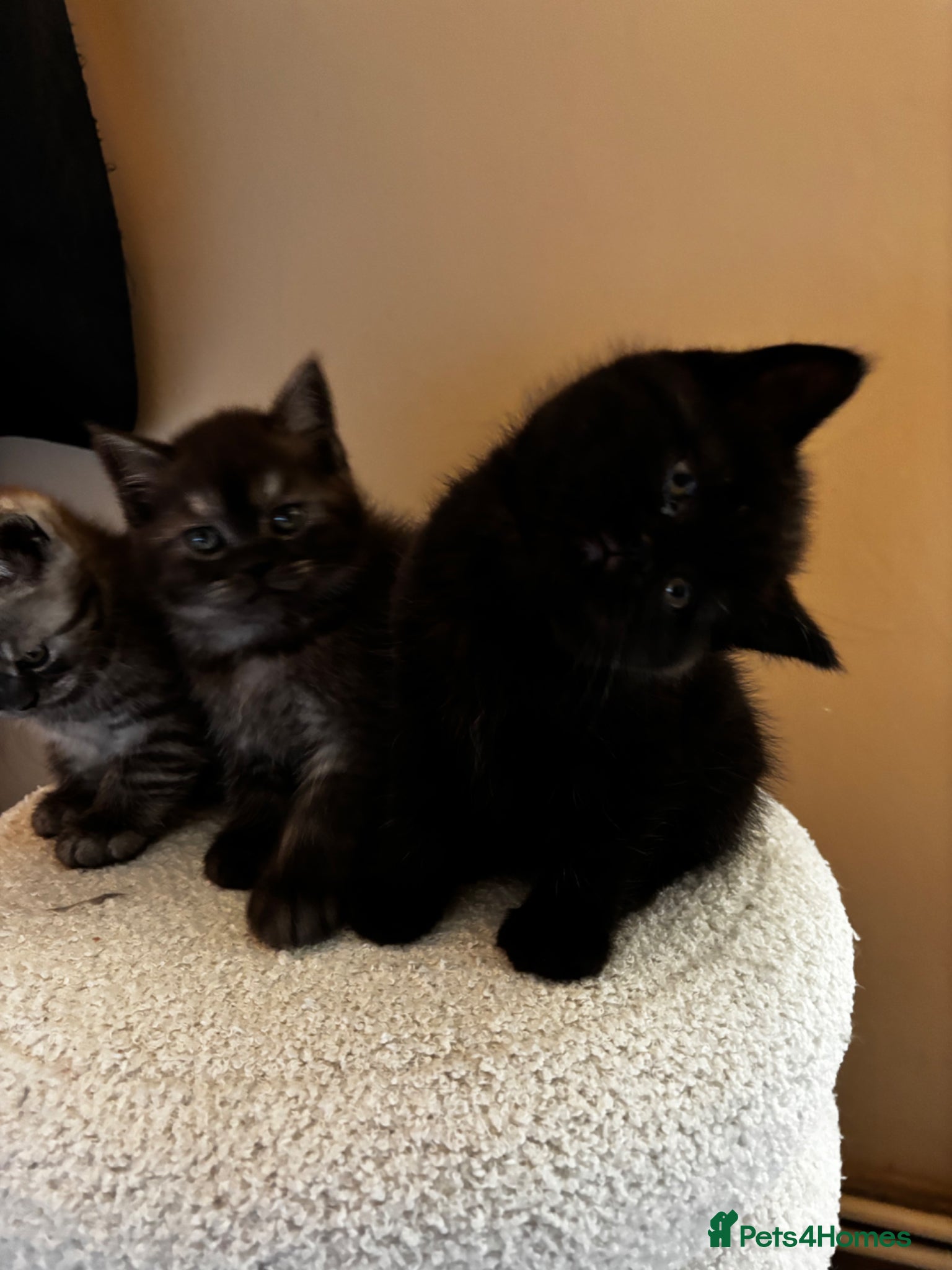 Scottish Fold cats Adorable Scottish Straight Kittens  - Advert 2