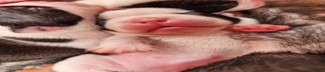 Boston Terrier Puppy 4