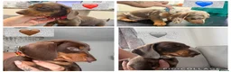 Miniature Dachshund dogs for sale: Miniature KC  dachshund puppies - Advert 1