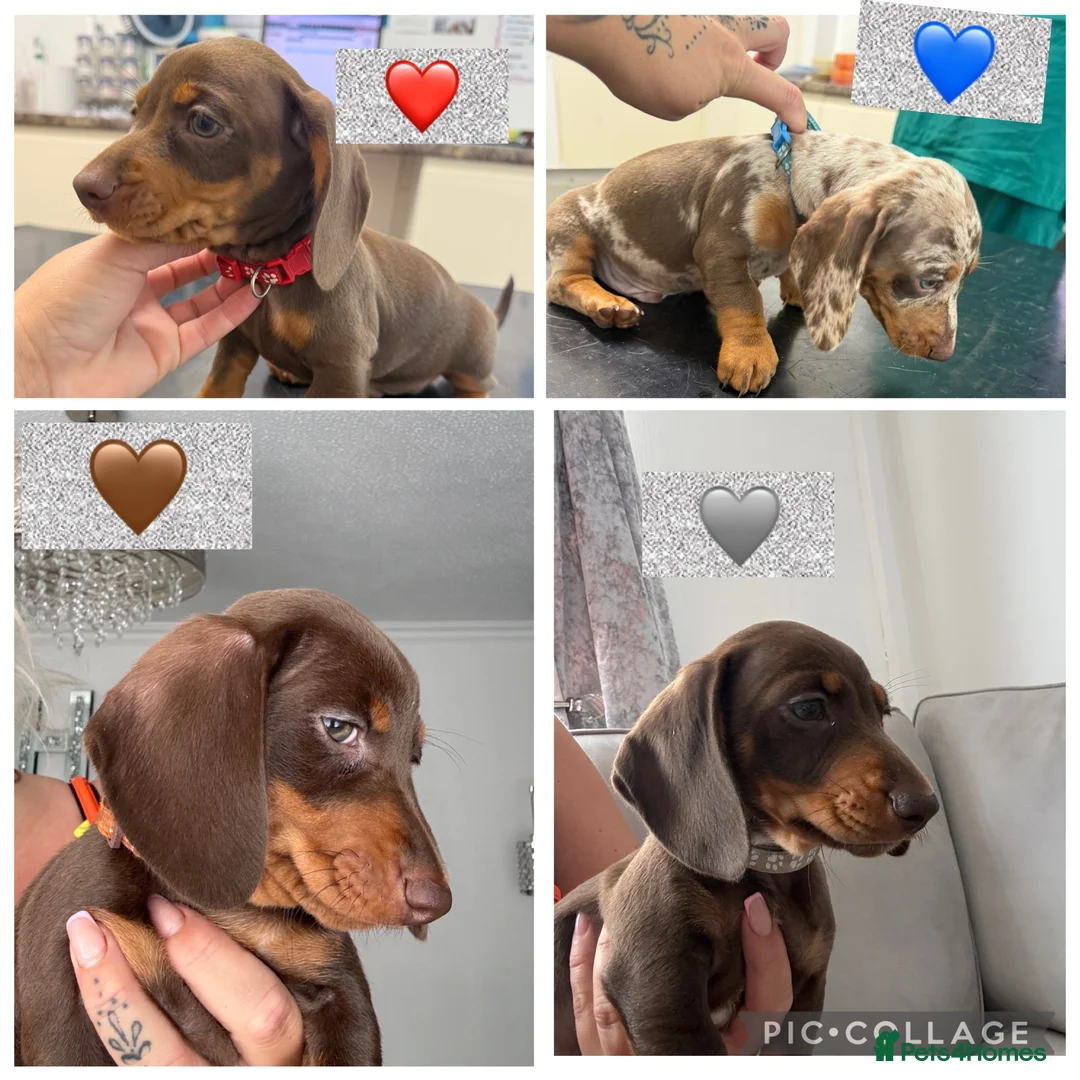 Miniature Dachshund dogs for sale: Miniature KC  dachshund puppies - Advert 1