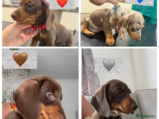 Miniature Dachshund dogs Miniature KC dachshund puppies - Advert 1