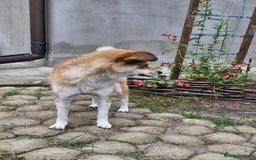 Mixed Breed dogs for adoption: 💙🐶 RUFIK 🐶💙 - Image 3
