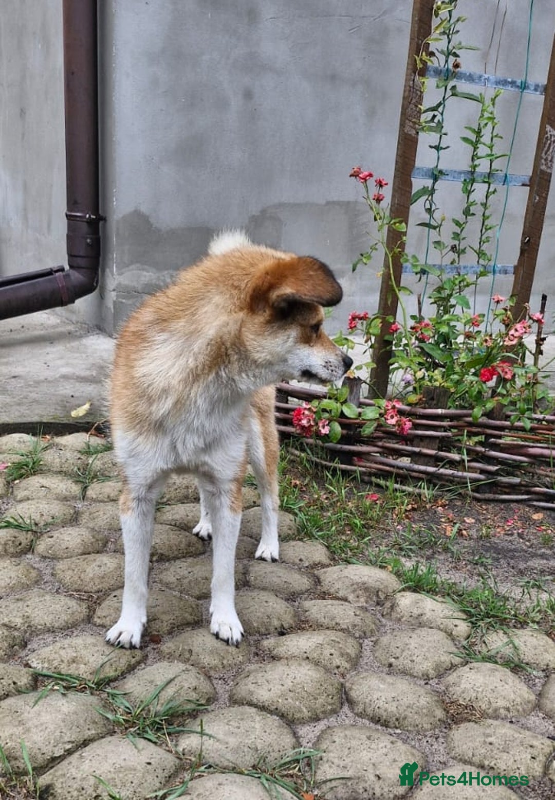Mixed Breed dogs for adoption: 💙🐶 RUFIK 🐶💙 - Image 3