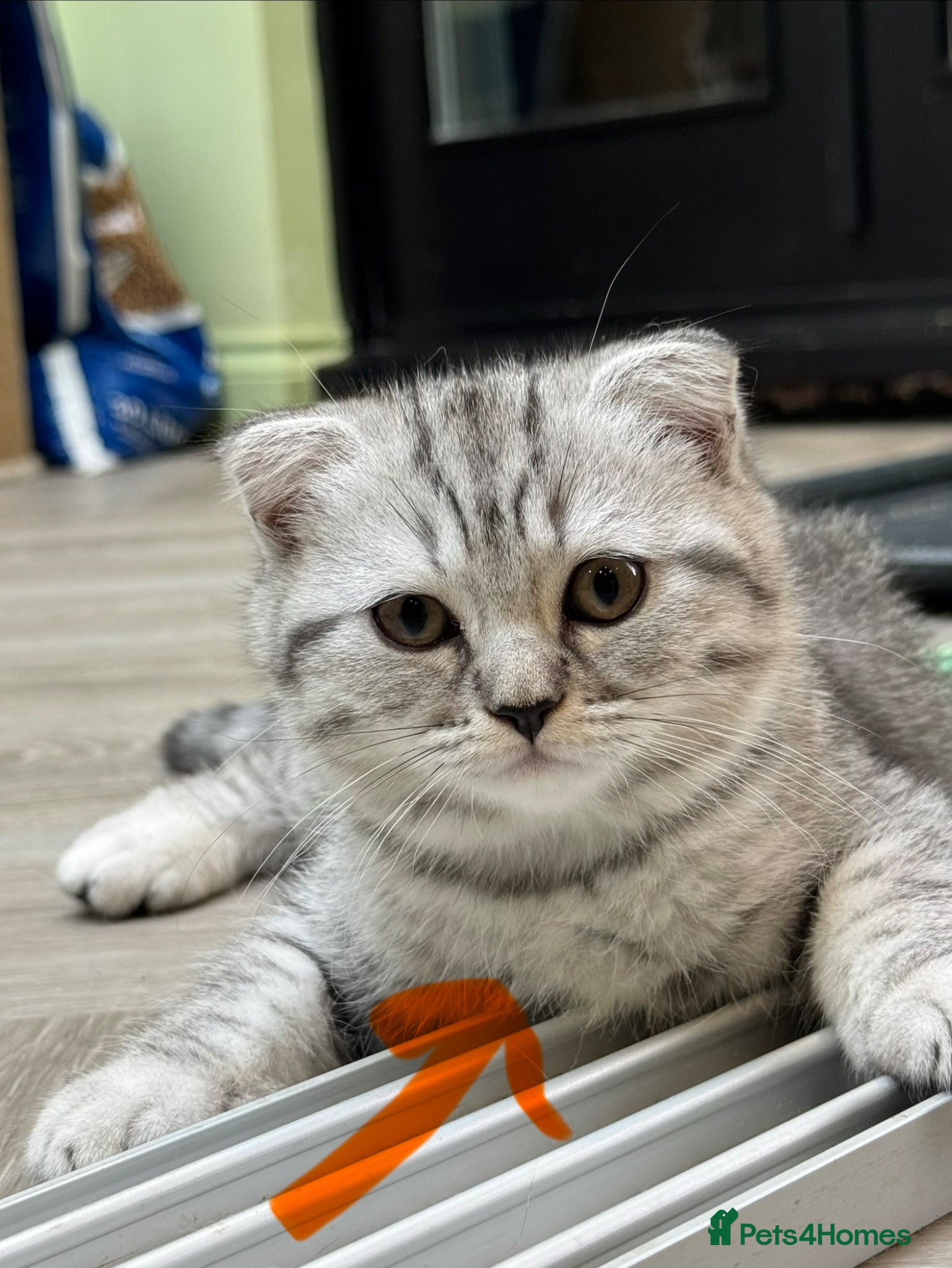 Scottish Fold cats Scottish fold READY TO GO MONDAY!!  - Advert 2