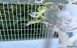 Budgerigars birds for sale: Stunning dominant and rainbow pied baby budgies!!! - Image 6