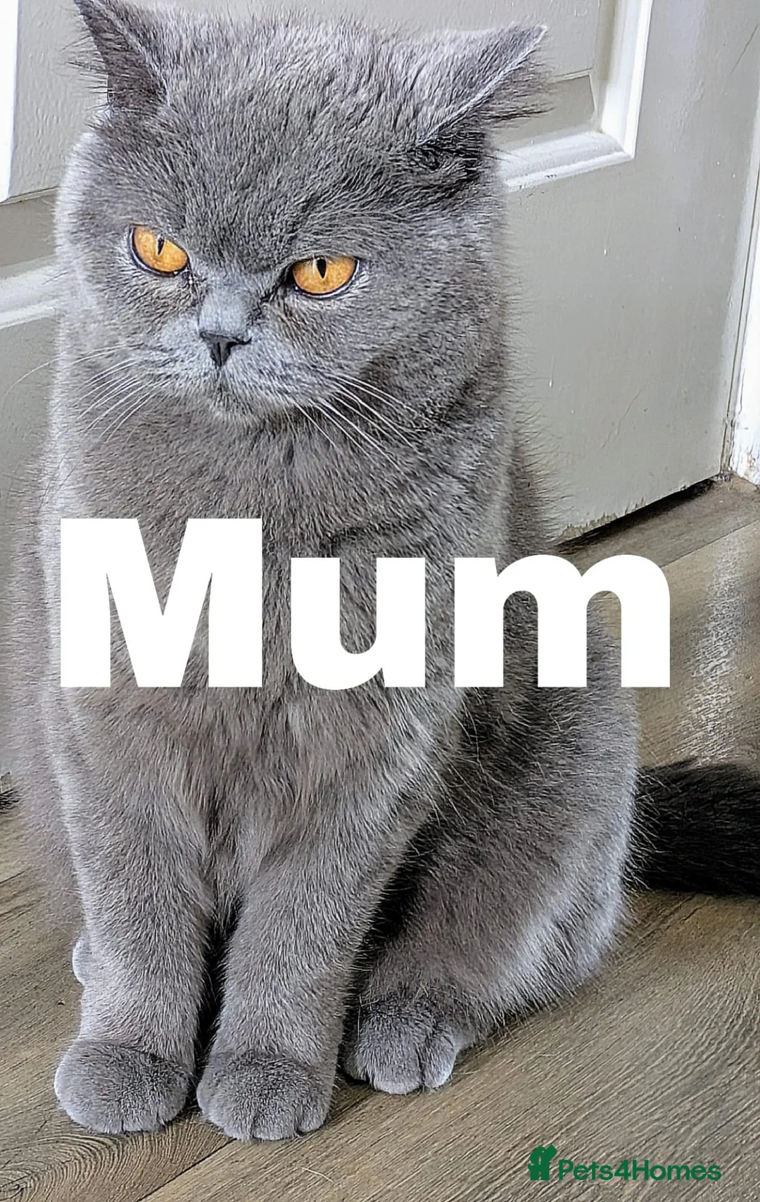 British Shorthair cats for sale: BSH CROSS kittens in Norwich - Advert 9