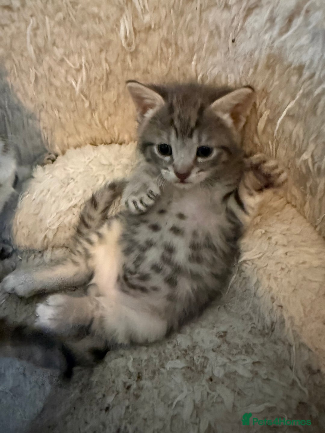Savannah cats for sale: Beautiful little leopard Savannah  - Advert 11
