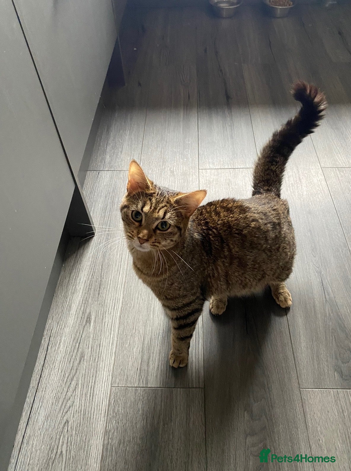 Mixed Breed cats for sale: Tabby kittens for sale  - Advert 9