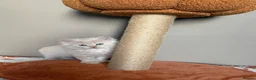 British Shorthair cats for sale: 🤍✨Exceptional GCCF Registered BSH&BLH Kittens  - Advert 9