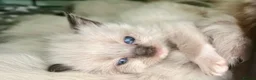 Ragdoll cats for sale: 🌈GCCF LINE LILIC/BLUE/SEAL RAGDOLLS. 🌈 - Advert 5