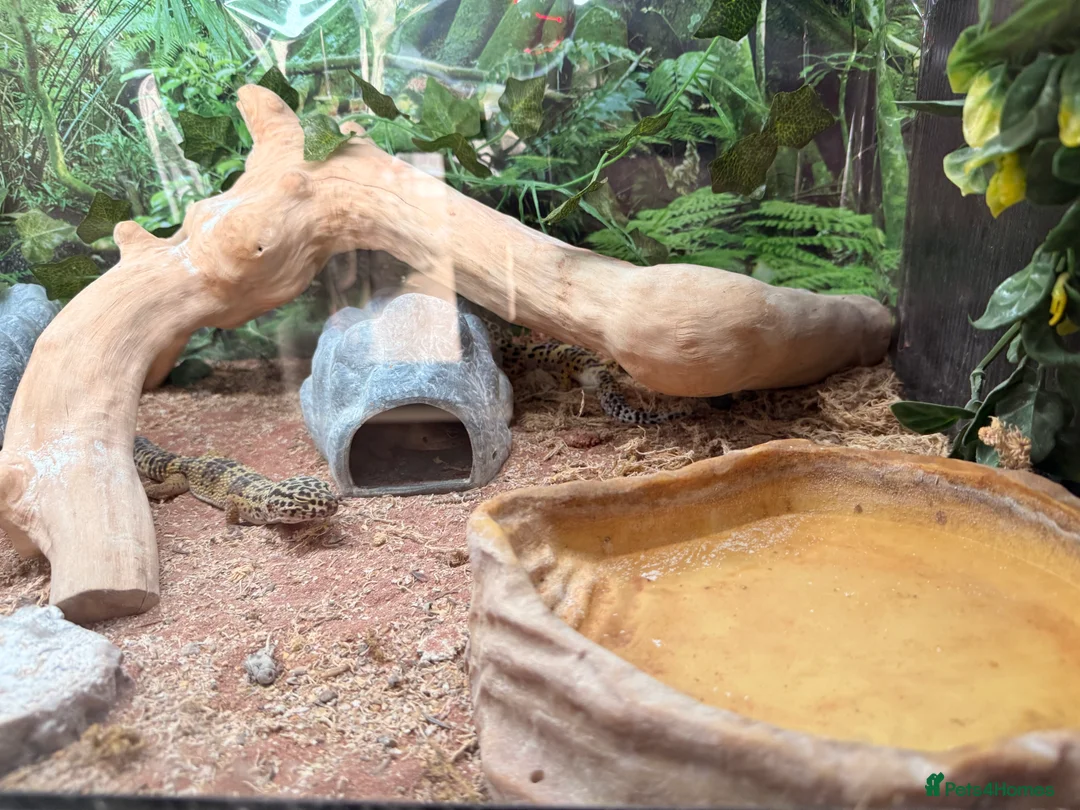 Leopard Gecko reptiles for sale: 3 x Leopard geckos and FULL SETUP needs to go asap - Advert 8