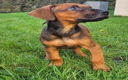 Rhodesian Ridgeback dogs for sale: Rhodesian Doberman  - Advert 5