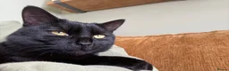 Domestic Shorthair cats for sale: Two bonded black cats  - Advert 5