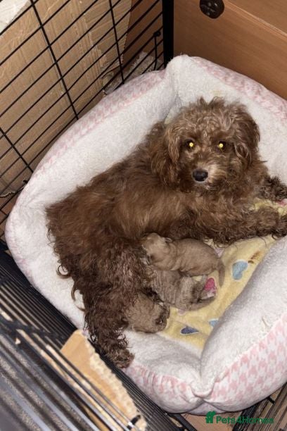 Cockapoo dogs Gorgeous Cockapoo Puppies Ready for Sale - Advert 4