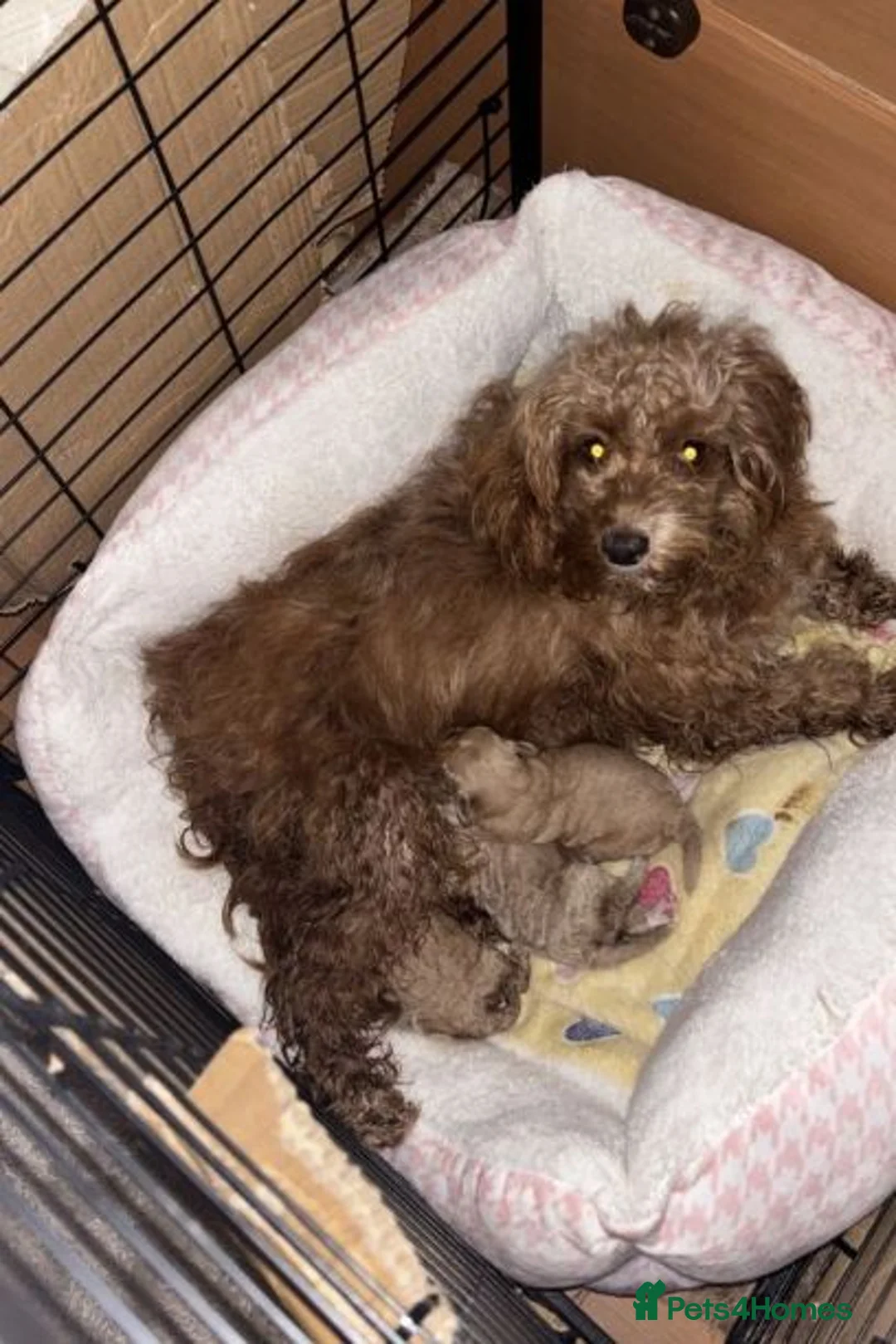 Cockapoo dogs for sale: Gorgeous Cockapoo Puppies Ready for Sale in Middlesbrough - Advert 4
