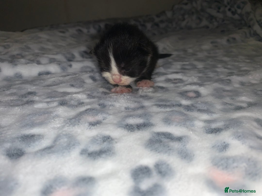 Mixed Breed cats for sale: Bright tabby’s and black kittens  - Advert 5