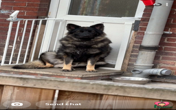 German Shepherd dogs for sale: German shepherd puppies  - Image 13