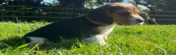 Beagle dogs for sale: Beautiful Pedigree Beagle Puppies, Ready Now  - Advert 3