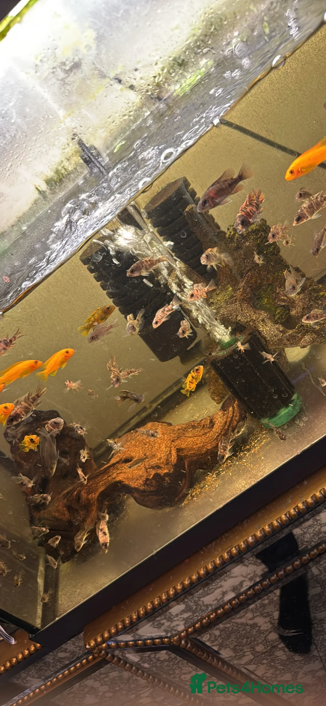 Cichlids fish for sale: Malawi cichlids peacock and mbunas  - Advert 3