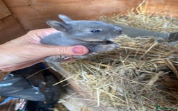 Mini Lop rabbits for sale: Beautiful mini lop babies - super temperaments - Image 8