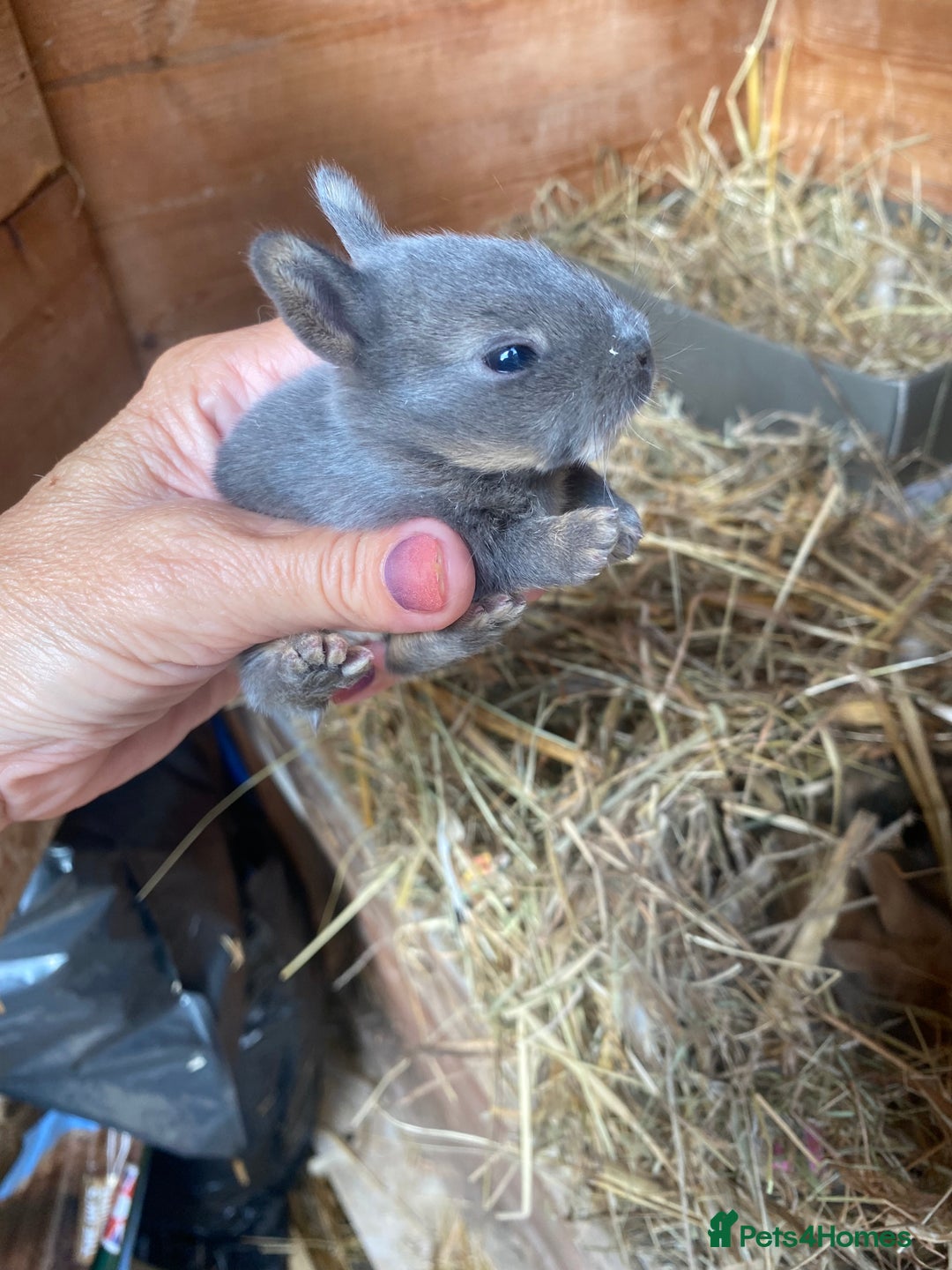 Mini Lop rabbits for sale: Beautiful mini lop babies - super temperaments - Image 8