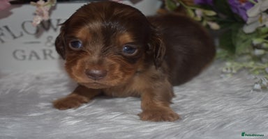 Miniature Dachshund dogs KC Long Coat Miniature Dachshund Puppies - Advert 5