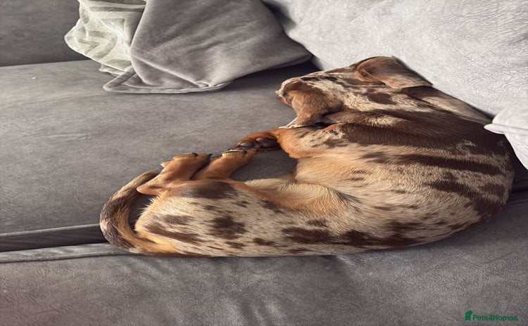 Miniature Dachshund dogs - Advert 4