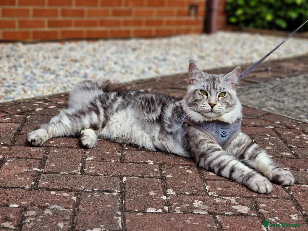 Maine Coon cats for stud: 2 XL Proven Studs 1 of them is a Tica Champion   in Royston - Advert 11