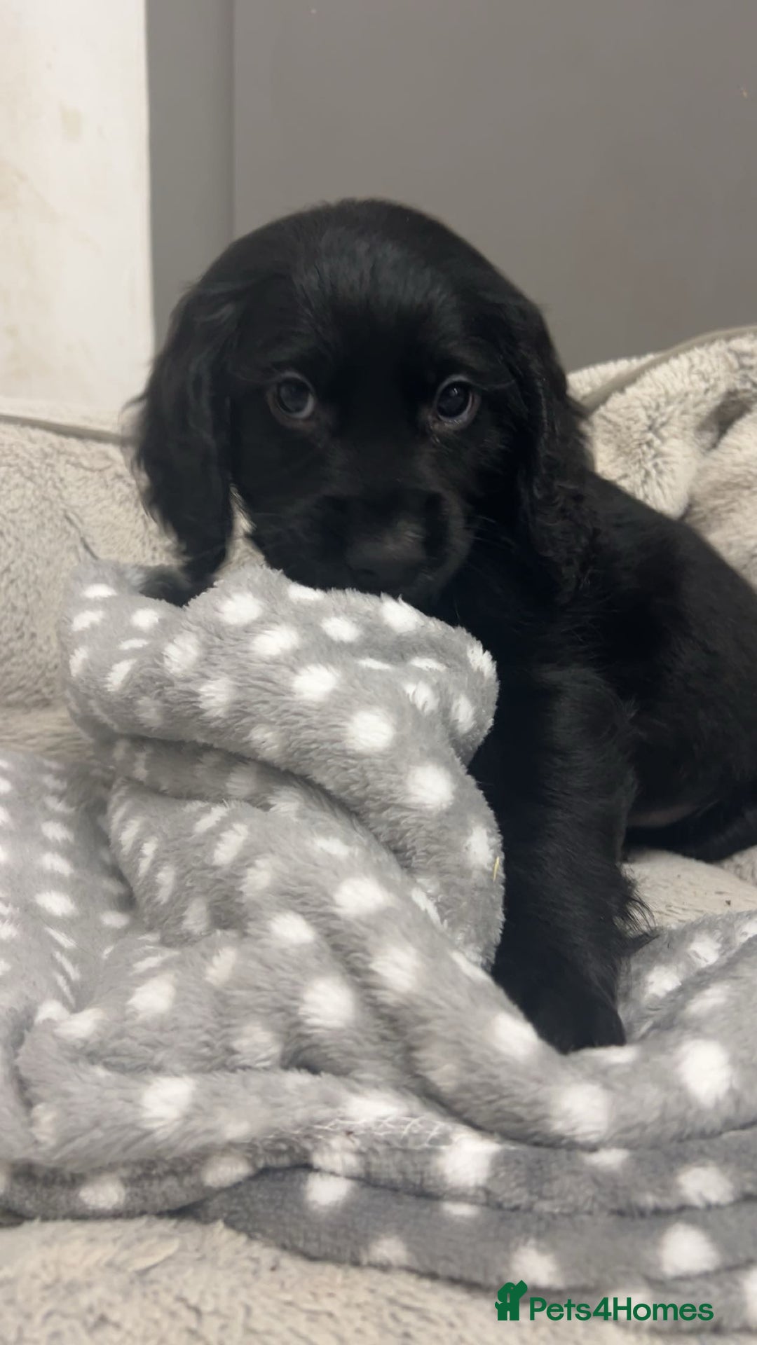 Cocker Spaniel dogs for sale: Male cocker spaniel - Advert 2