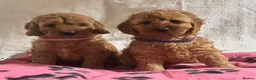 Cockapoo dogs for sale: Cockapoo puppies  - Advert 6