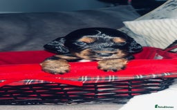 Cocker Spaniel dogs for sale: Gorgeous cocker spaniel puppies - Advert 6