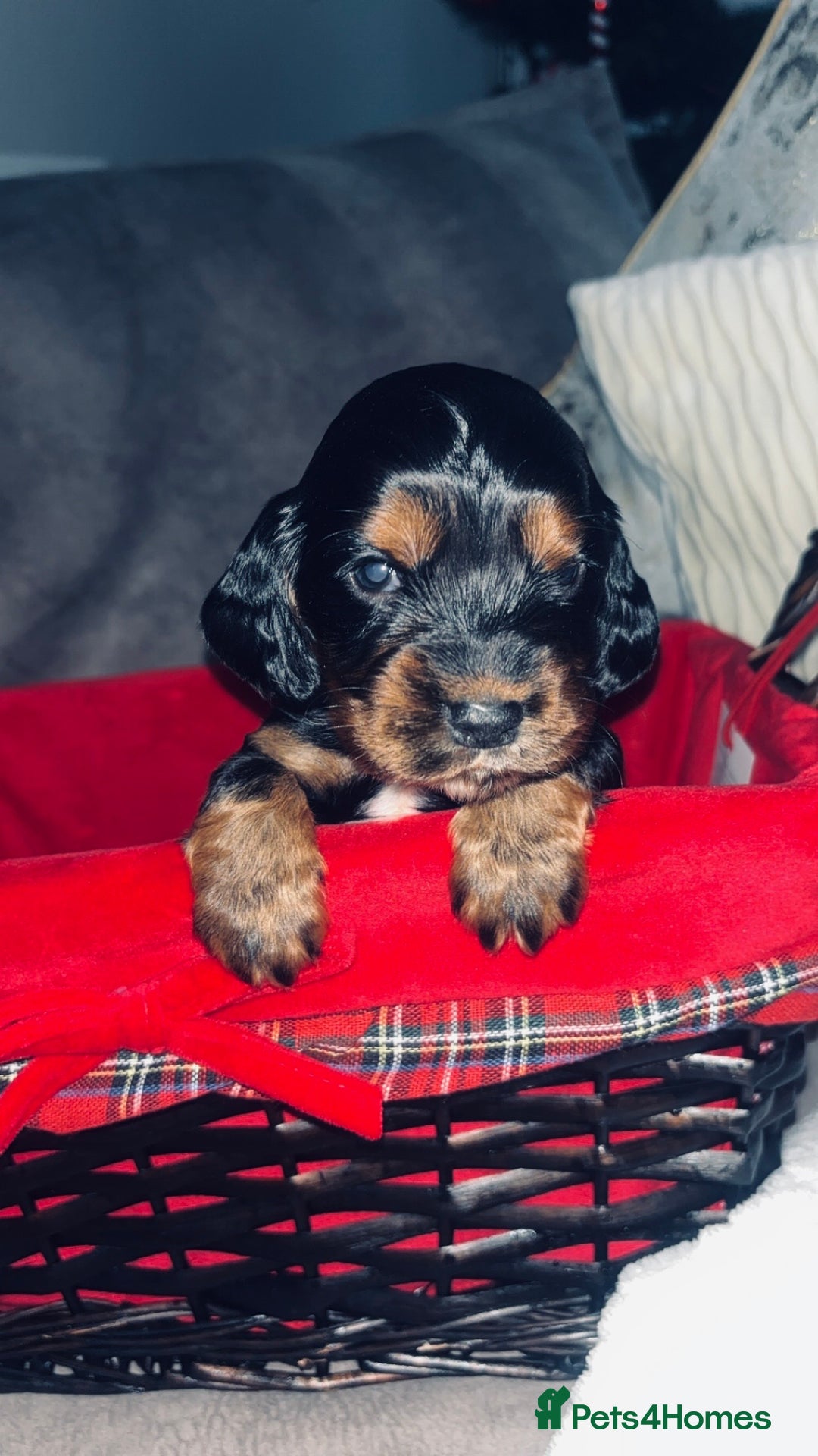Cocker Spaniel dogs for sale: Gorgeous cocker spaniel puppies - Advert 6