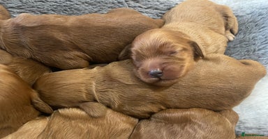 Cockapoo dogs - Advert 6