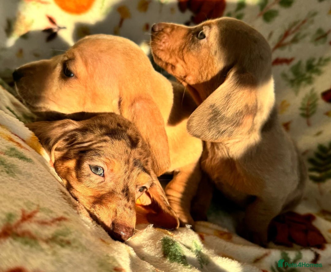 Miniature Dachshund dogs for sale: 3 beautiful mini dashs - Advert 5