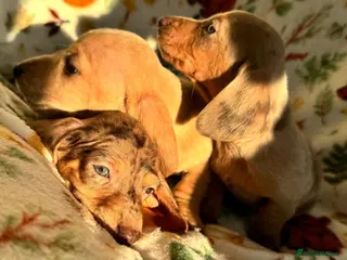 Miniature Dachshund dogs 3 beautiful mini dashs - Advert 13