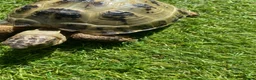 Tortoise reptiles for sale: Horsefield totoise in Runcorn - Advert 3