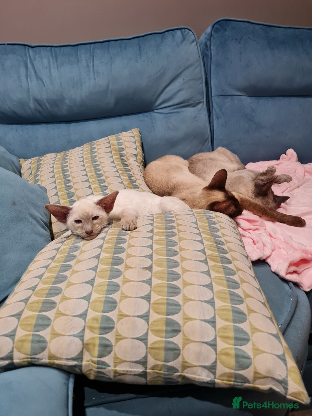 Siamese cats for sale: LAST ONE,  Gorgeous Bluepoint little boy. - Advert 25