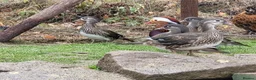 Ducks poultry for sale: Female Mandarins ducks in Shrewsbury - Advert 1
